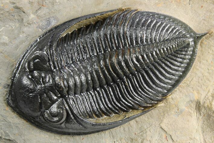 Gorgeous Zlichovaspis Trilobite - Atchana, Morocco #255344